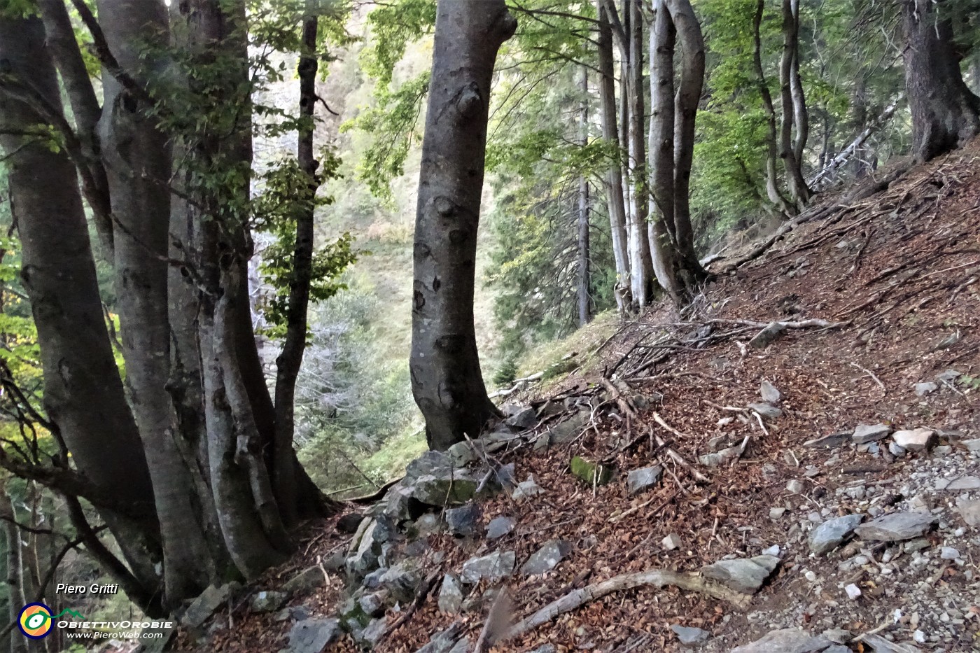 82 Sul sent. 107A nel bosco seguendo attentamente i bolli bianco-rossi.JPG